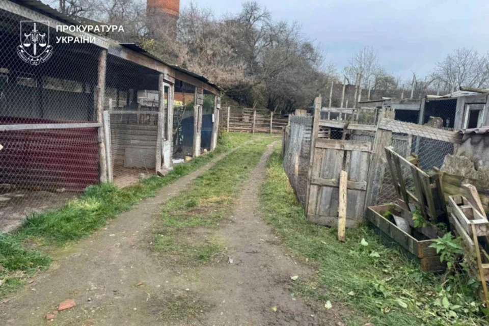 З вольєру приватного центру у Хмельницькому втекло дві левиці: прокуратура розпочала кримінальне провадження