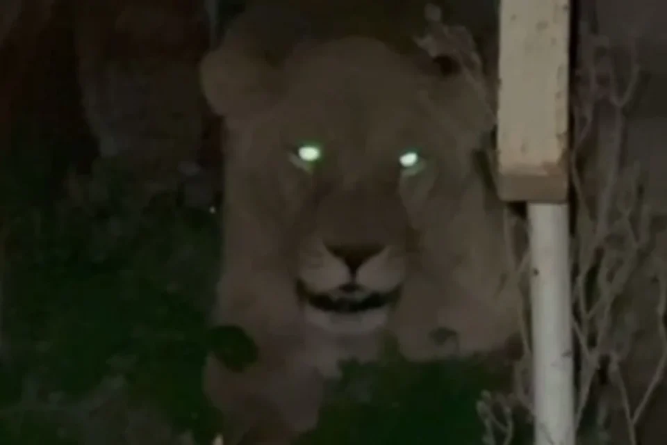 Патрульні Хмельницького показали кадри пошуків левиць, що втекли з реабілітаційного центру