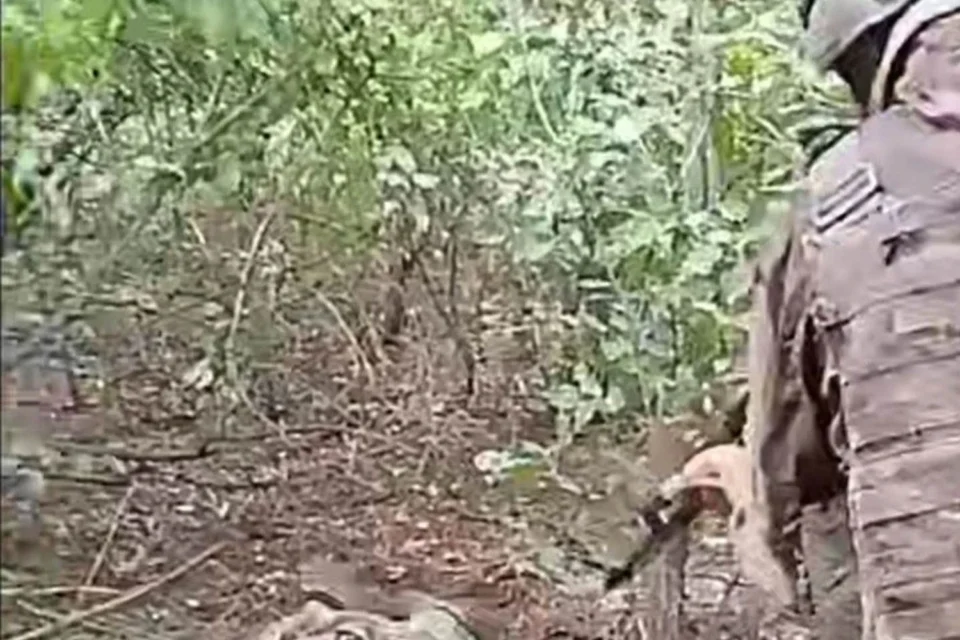 Окупанти розстріляли військовополоненого на Покровському напрямку - прокуратура