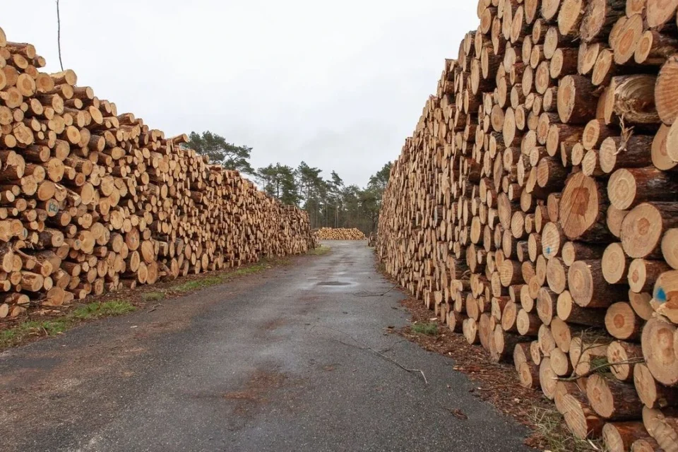 Уряд продовжив обмеження експорту лісу та металобрухту до кінця 2026 року