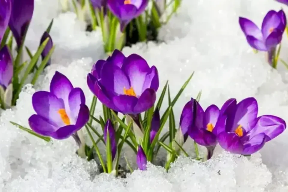 Міжнародний жіночий день 8 березня - історія, значення та виклики сучасності